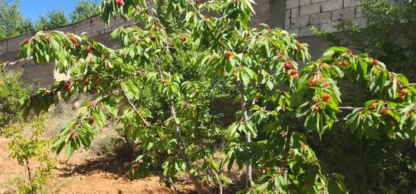 499255229_636629816055257_2316522164304792780_n