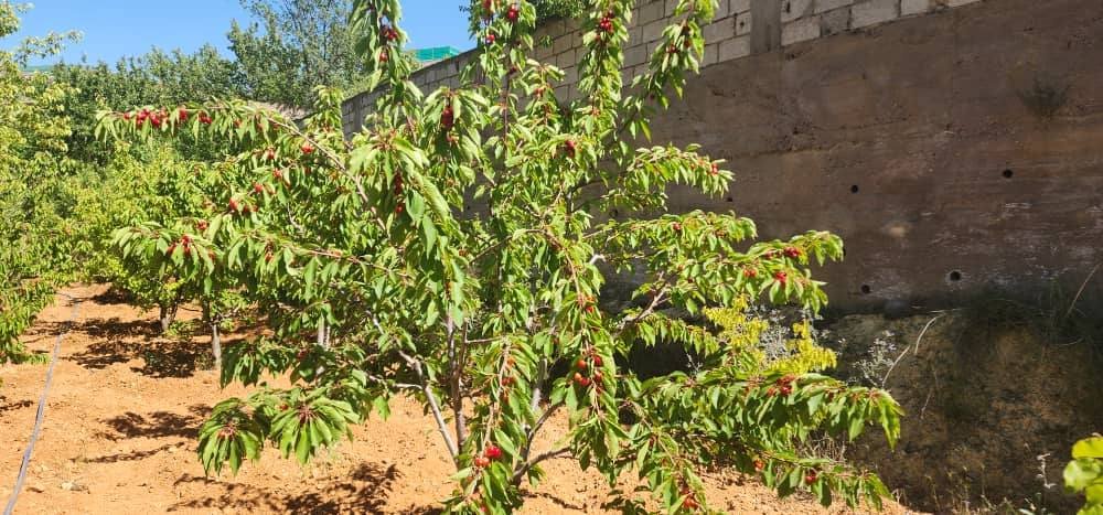 499714474_636629589388613_8573579128186664451_n