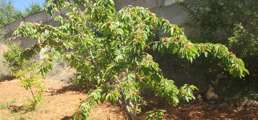 499966878_636629866055252_3258254868454429137_n