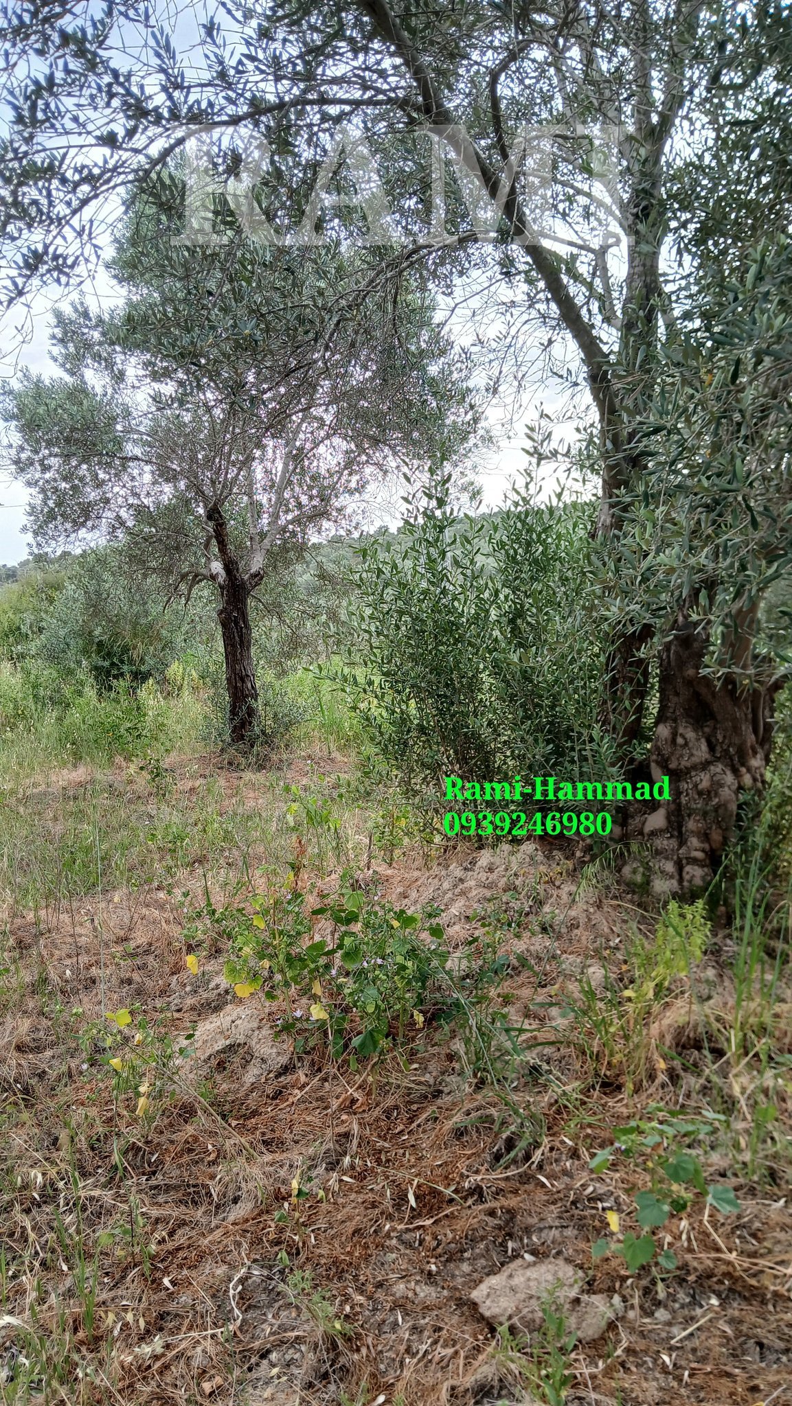 494797688_711455524705216_7562738081382824517_n